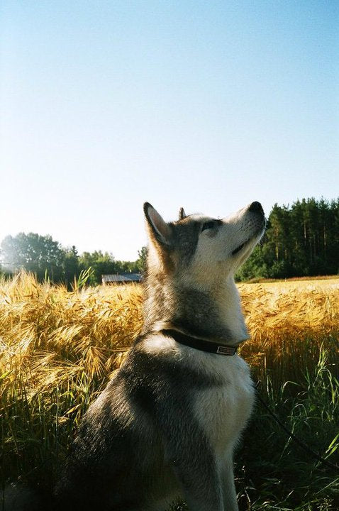 Ravinnerikas ruusunmarja huoltaa koiran niveliä