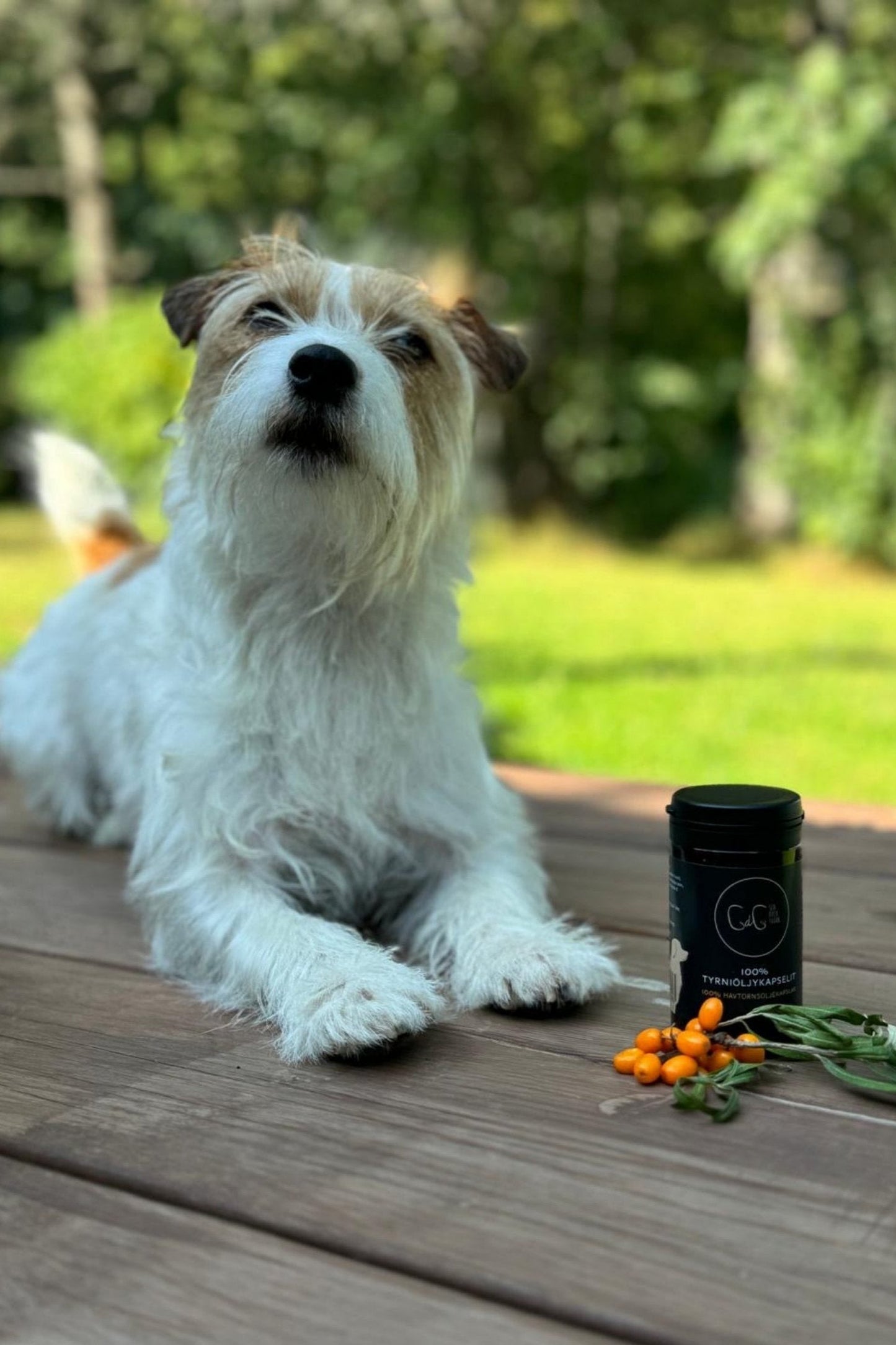 CdG Sea buckthorn - tyrniöljy koirille