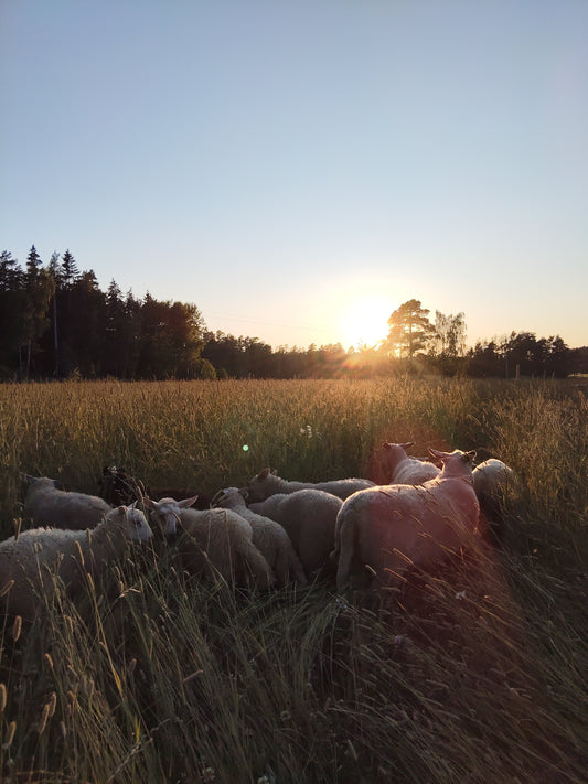 CDG-Luomuvillapatjat hevoselle - Limited Edition