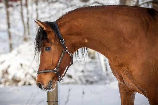 Miksi hevonen tarvitsee valkuaista ja mitä saannista on hyvä huomioida?