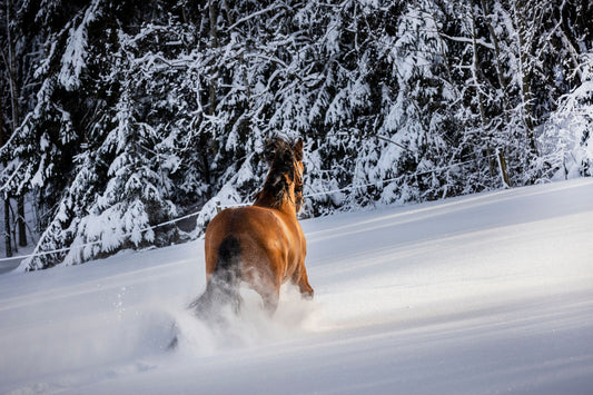 hevosen mahahaava chia de gracia