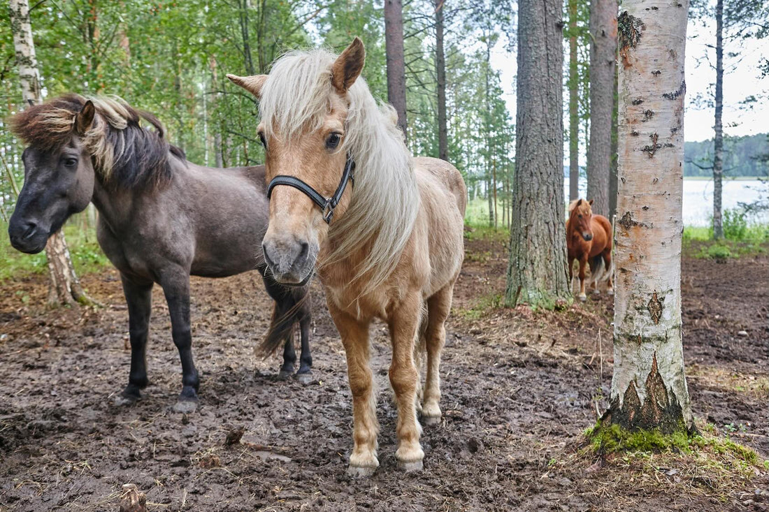 Löysä lanta vaivaa monia hevosia tarhakaudella