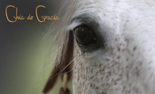 Hevosen vitamiinitankkaus keväällä - Chia de Gracia FI
