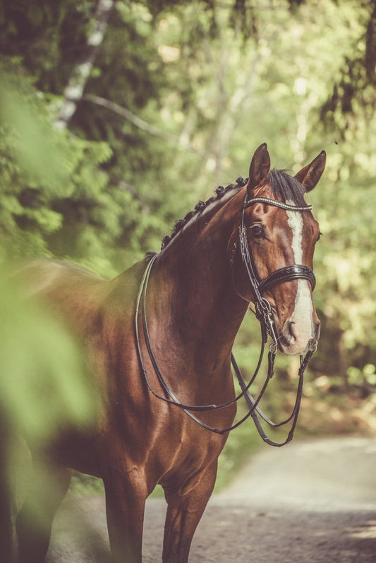 Aminohappojen vaikutukset hevosen elimistöön - Chia de Gracia FI