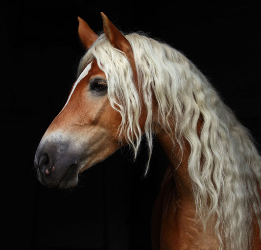 Tiedätkö, mihin hevonen tarvitsee magnesiumia?