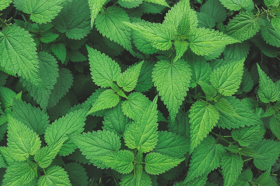 nokkonen koirien ruokinnassa