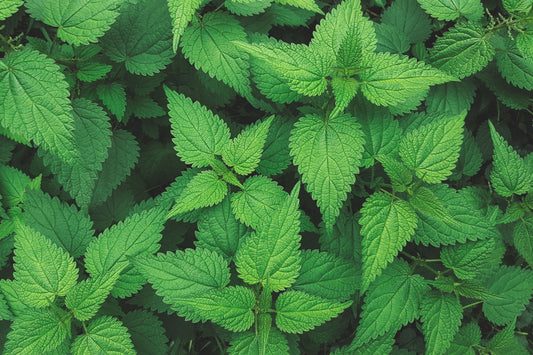 nokkonen koirien ruokinnassa