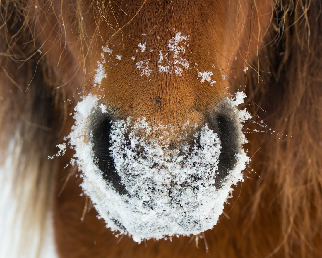Hevosen yskällä voi olla monta aiheuttajaa