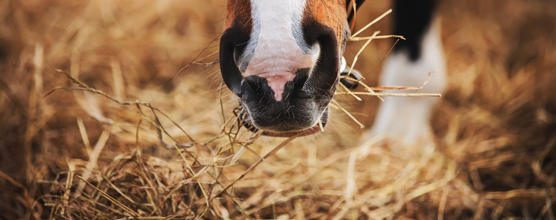 Luonnollinen ravinto voi tukea hevosen vatsan ja suoliston luonnollista terveyttä