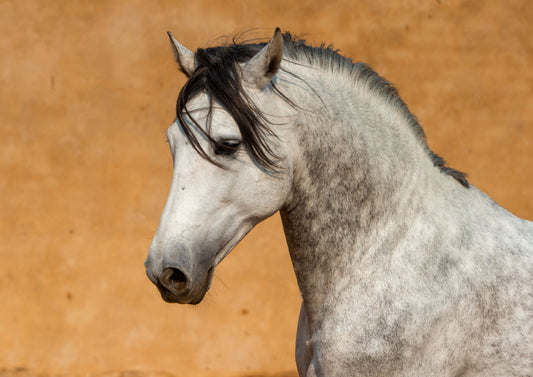 Hiivat hevosen ruoansulatuksen tukena