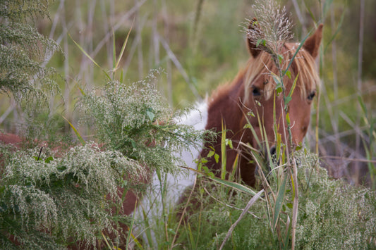 pektiini lesitiini hevosen vatsahaava