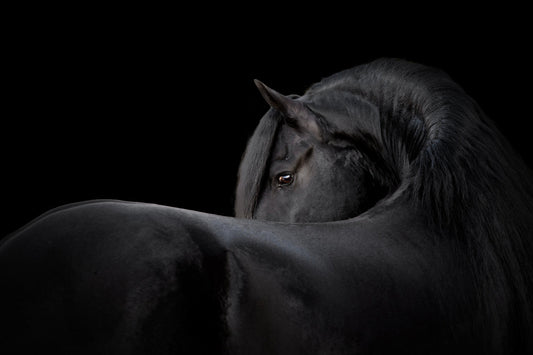 MOS hevosen ruokinnassa (mannaoligosakkaroidit)