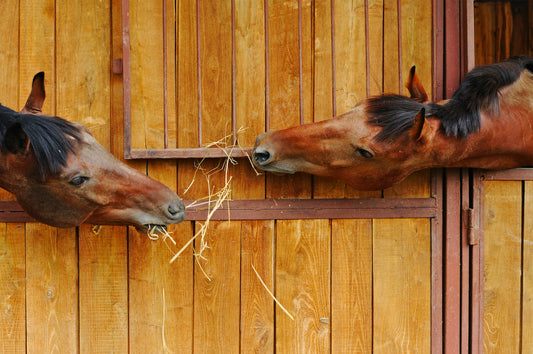 Hevosten sisäruokintakausi häämöttää – miten varautua?