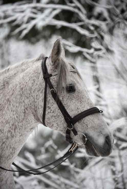 Mahahaava on hevosen kivulias sairaus - Chia de Gracia FI
