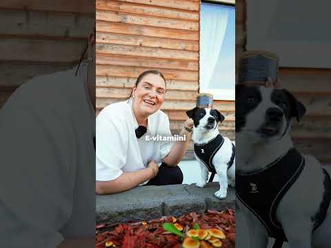 UUSI CdGE: luonnollinen E-vitamiinijauhe koirille